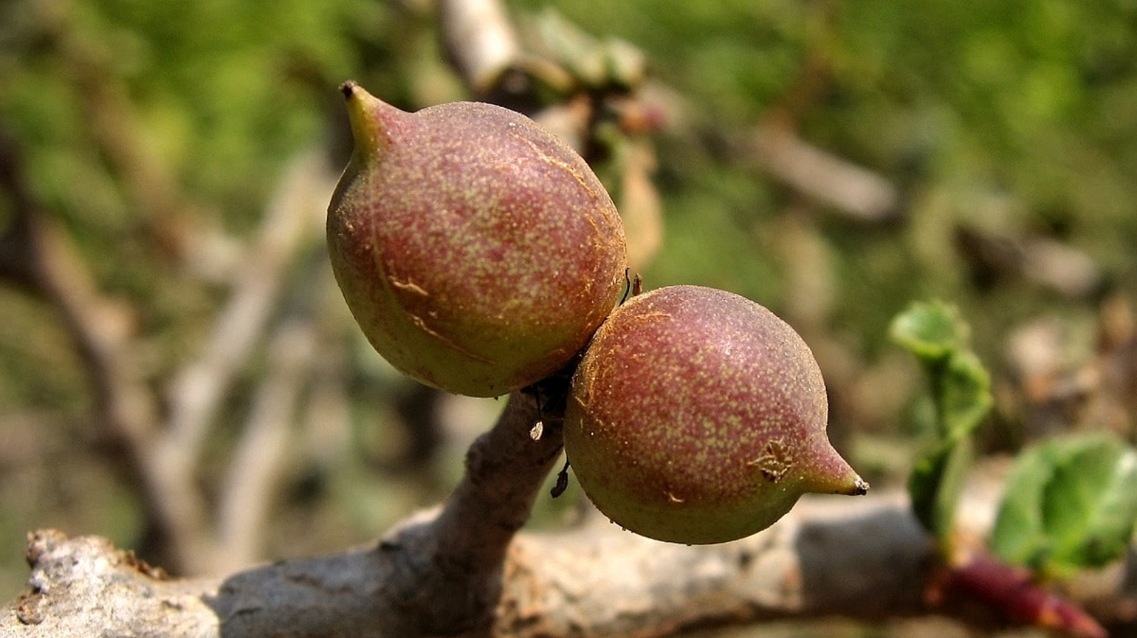 Guggulu fruit on tree branch — potent resin herb used in Joint Pain Ayurveda treatment