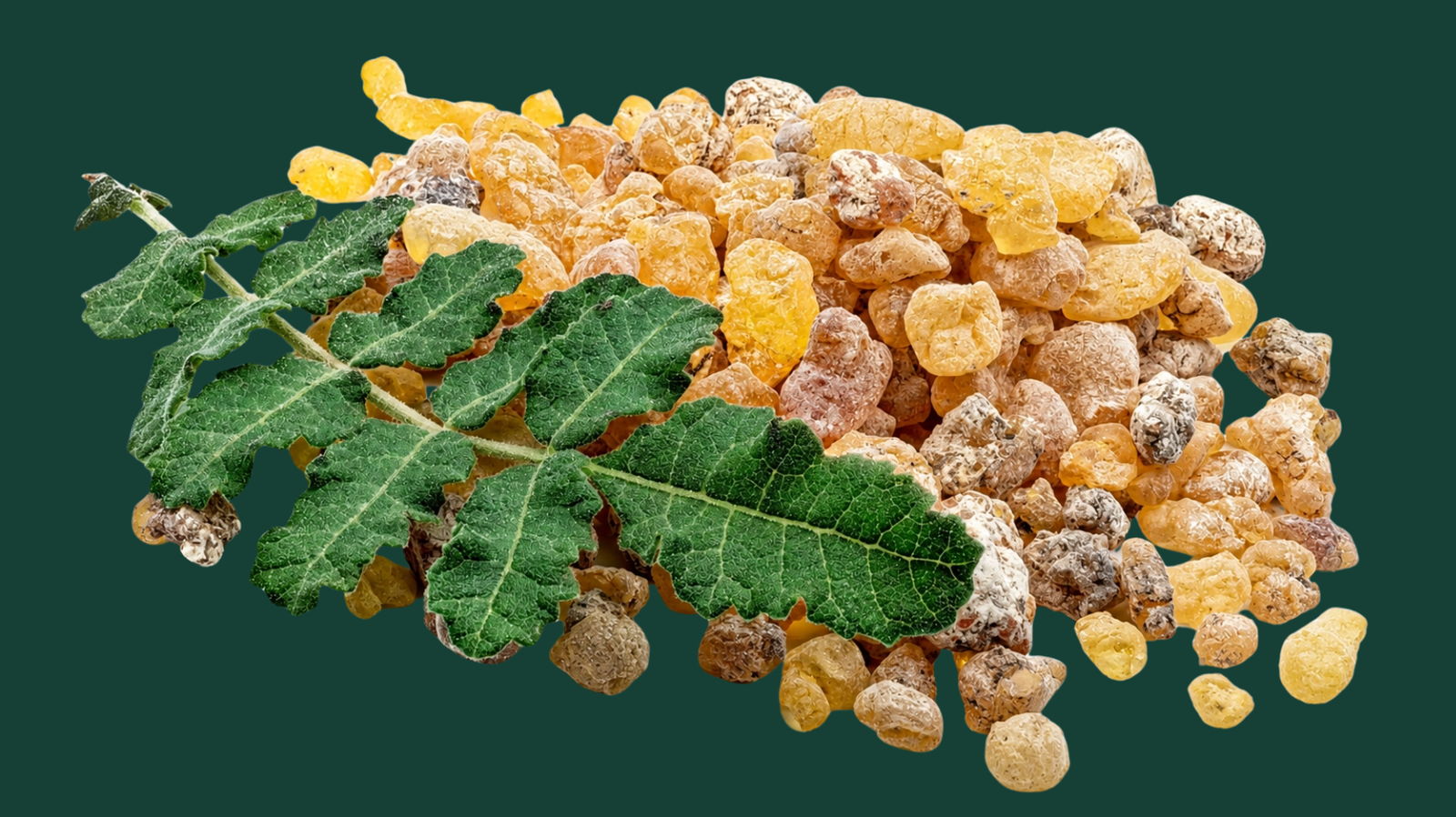 Shallaki leaves and resin granules — natural Joint Pain Ayurveda herb Boswellia serrata