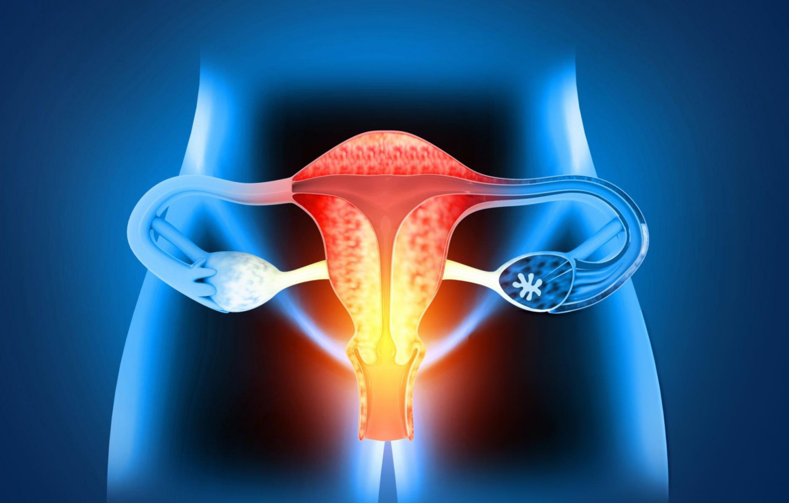 Ayurveda Treatment for Menopause illustration showing the female reproductive system, including the uterus and ovaries, highlighting hormonal changes and women's health during menopause.