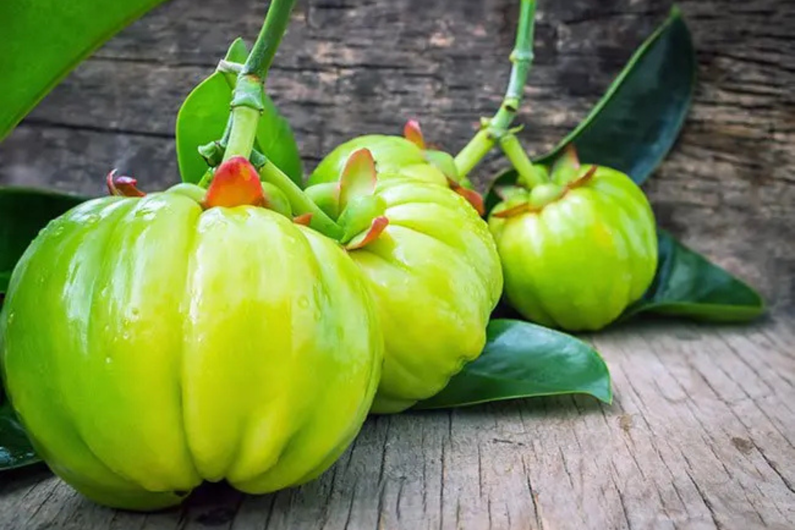 Garcinia Cambogia for Ayurvedic Weight Loss Treatment in Kerala Fresh Garcinia Cambogia fruits on a tree branch, a traditional Ayurvedic herb used in Ayurvedic Weight Loss Treatment in Kerala.