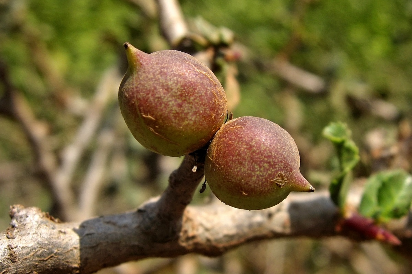 Bibhitaki Herb for Ayurvedic Weight Loss Treatment in Kerala Close-up of Bibhitaki (Terminalia bellirica) fruits on a tree branch, an important herb used in Ayurvedic Weight Loss Treatment in Kerala.