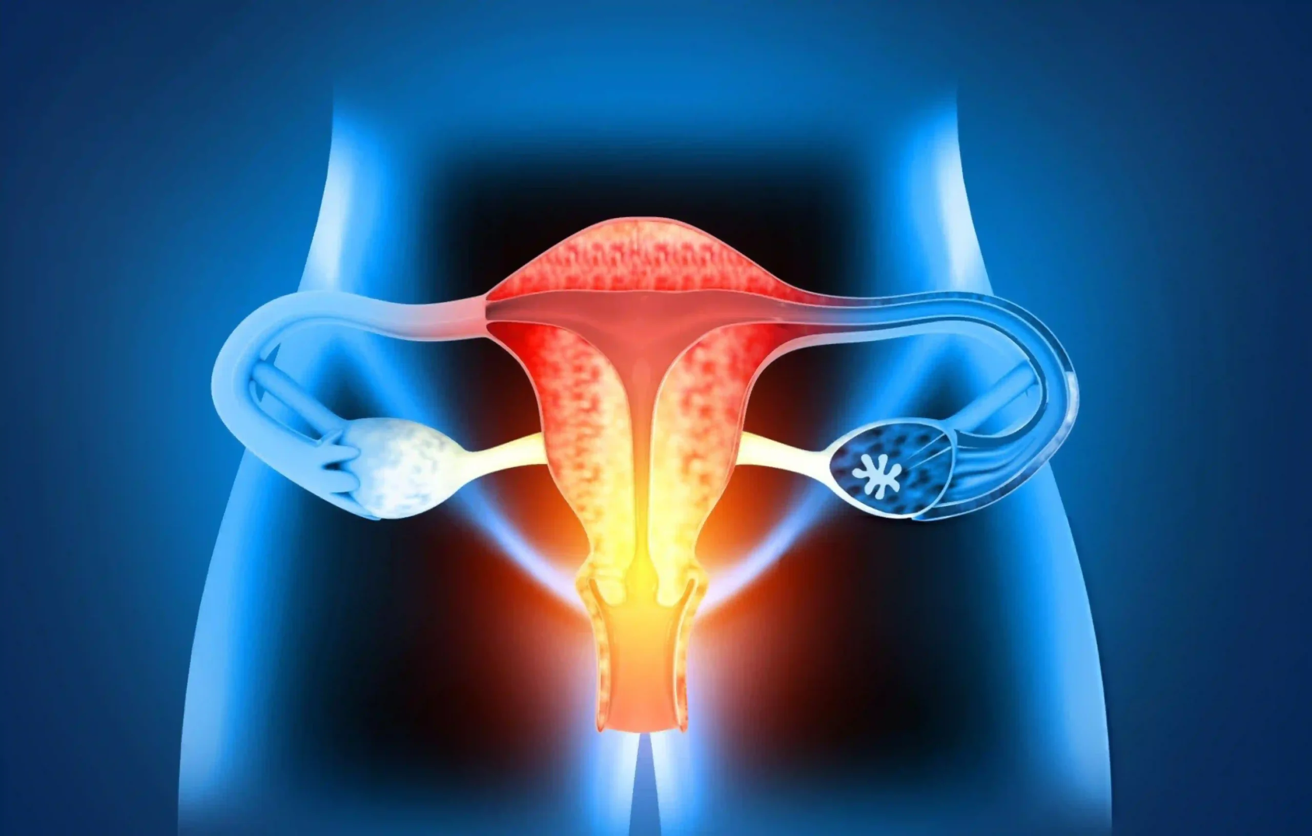 Ayurveda Treatment for Menopause illustration showing the female reproductive system, including the uterus and ovaries, highlighting hormonal changes and women's health during menopause.